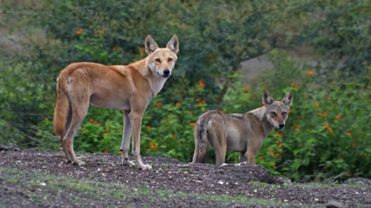 ¿Problemas con el lobo en Galicia? Jacobo Feijóo, responsable de desenvolvemento rural de Unións Agrarias