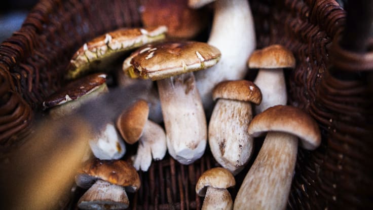 Comienza la campaña de setas ¿qué necesitamos saber a la hora de recogerlas?