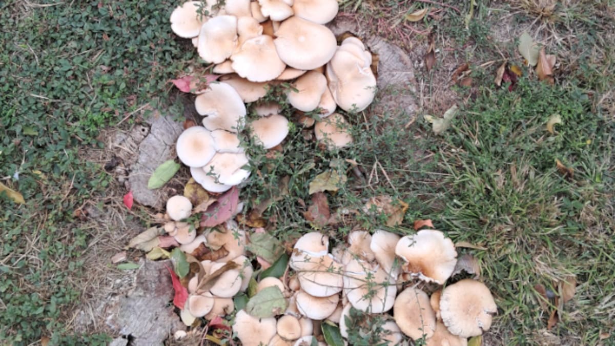 Setas y castañas en Castilla-La Mancha