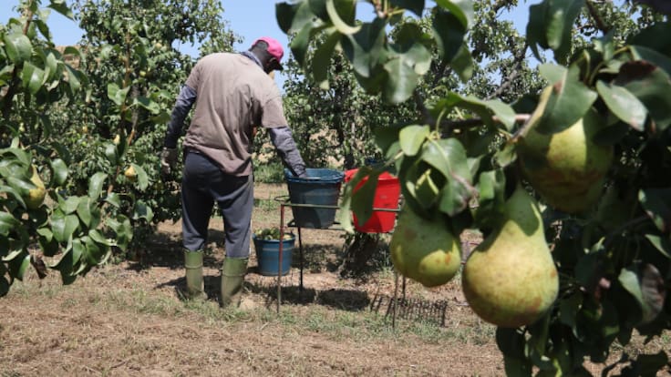 Immigrants i imprescindibles (Capítol 4): Pagesos i ramaders