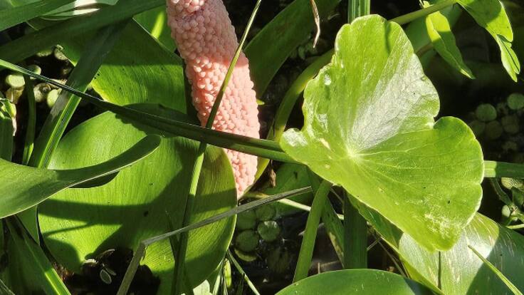 Piden colaboración ciudadana para proteger una planta y erradicar una especie invasora