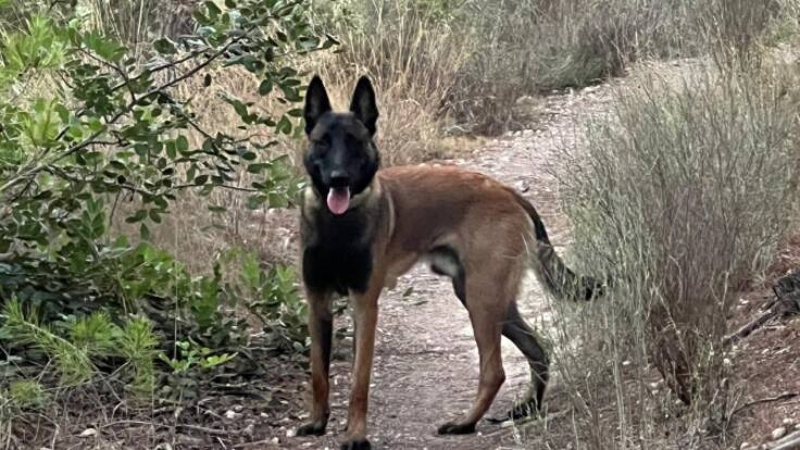 Yolanda y su perro de rescate Mali parten de Benidorm rumbo a Valencia para ayudar a los afectados por la DANA