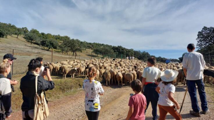 La trashumancia y su relación con Peñafiel