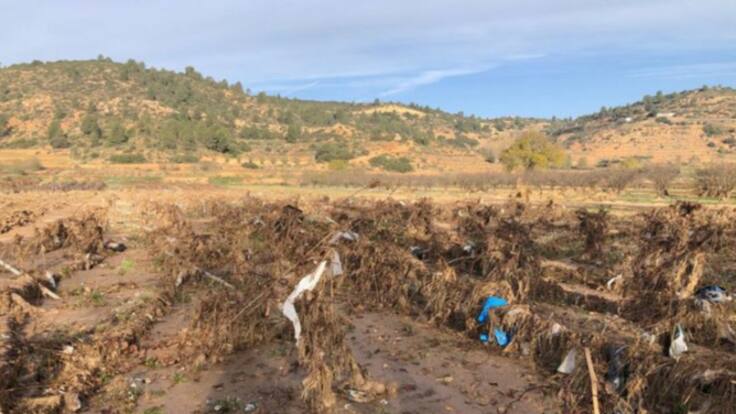 Olivos, almendros y viñas: la DANA también arrasó con la agricultura de Cuenca