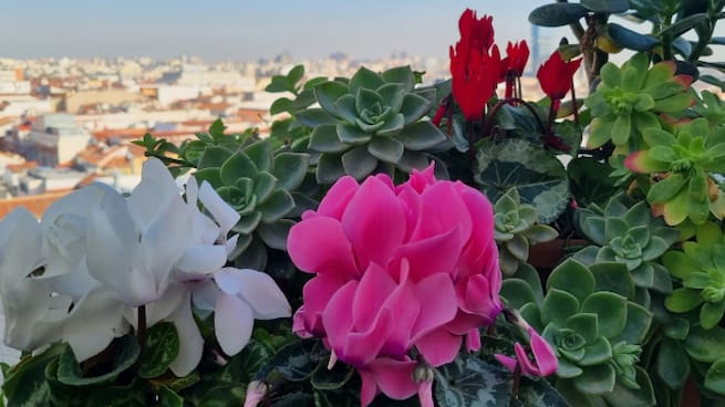 Plantas perennes y caducas