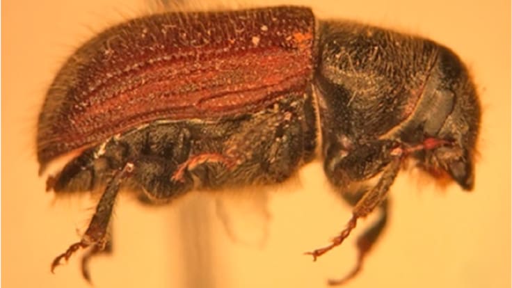 La plaga del escarabajo de la corteza del abeto amenaza con 'devorar' la Navidad