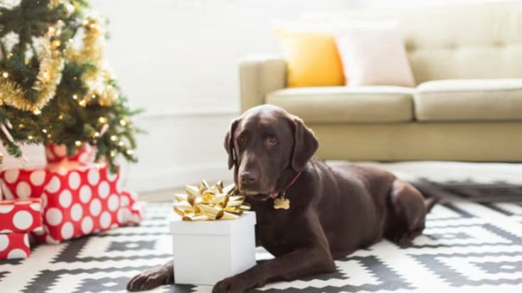 Consejos y recomendaciones para vivir unas buenas Navidades con tus mascotas