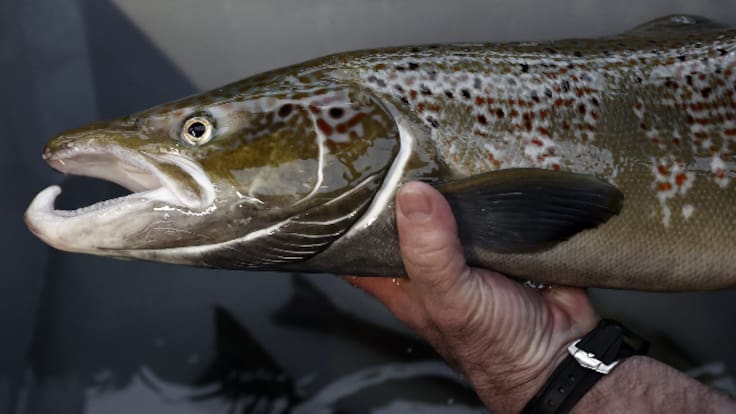 Navarra trata de recuperar la población de salmones