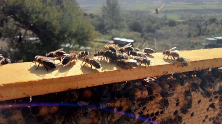 Filosofía de las Abejas: Diputación convoca las ayudas de este año para los apicultores