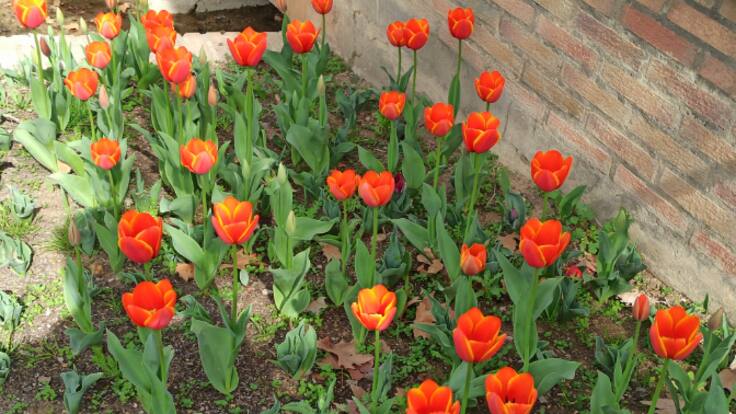 HXH Y LA PRIMAVERA (21/03/24)