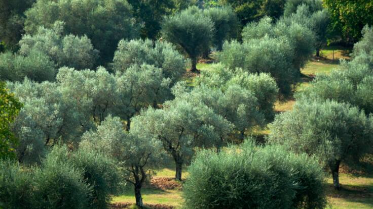 Jaraíz (30/03/2024)