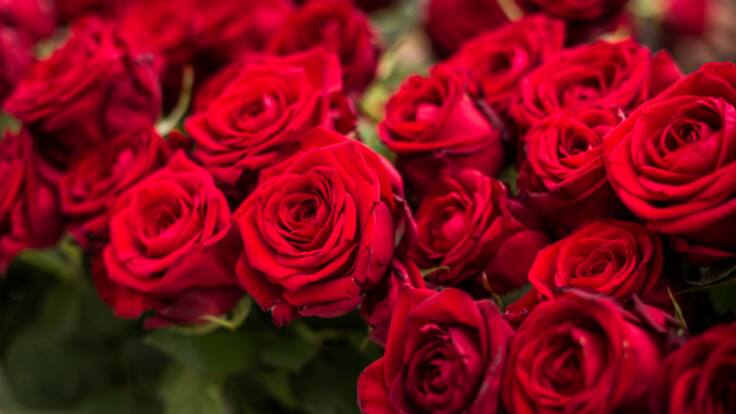 La rosa catalana, en perill d'extinció: Sant Jordi 2024
