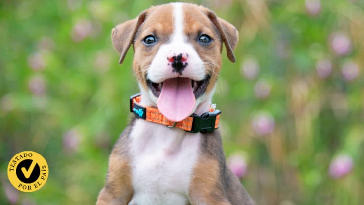 Cruce y cría de perros: consejos y recomendaciones