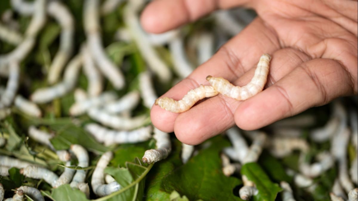 El IMIDA participa en un proyecto europeo para recuperar el patrimonio cultural de la seda