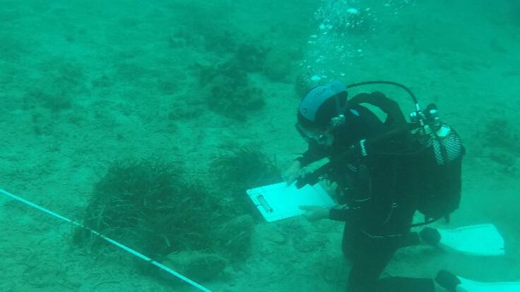 Los científicos creen que habría que prohibir algunas cremas solares para garantizar el futuro de la posidonia