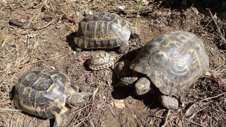 Ecologistas denuncian la elevada mortandad por atropello de tortuga mora en Águilas