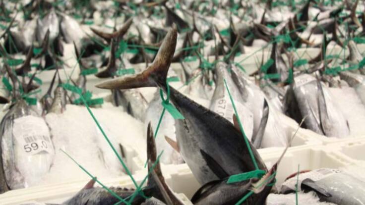 Buenas perspectivas tras las dos primeras semanas de Costera en Burela