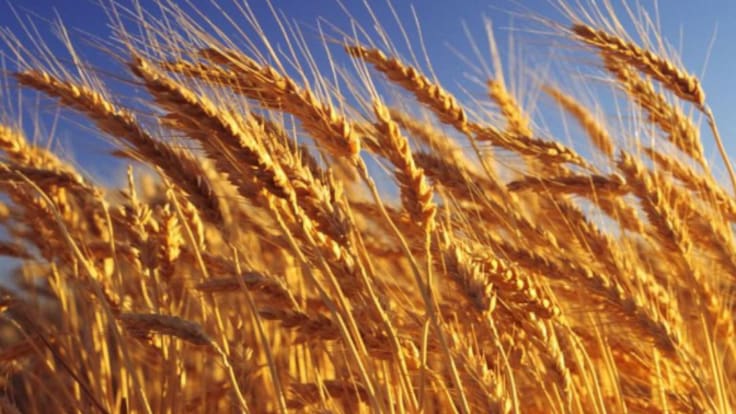 Los cerealistas de la zona de Santo Domingo califican la campaña de "catastrófica"