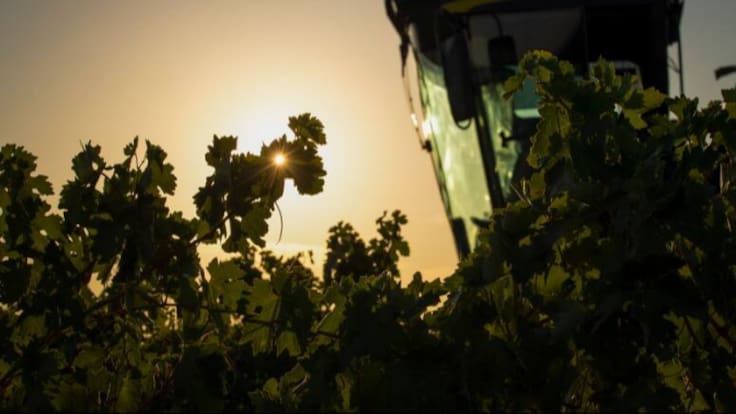 La Rioja aprueba 15,8 millones de euros para la destilación de vino