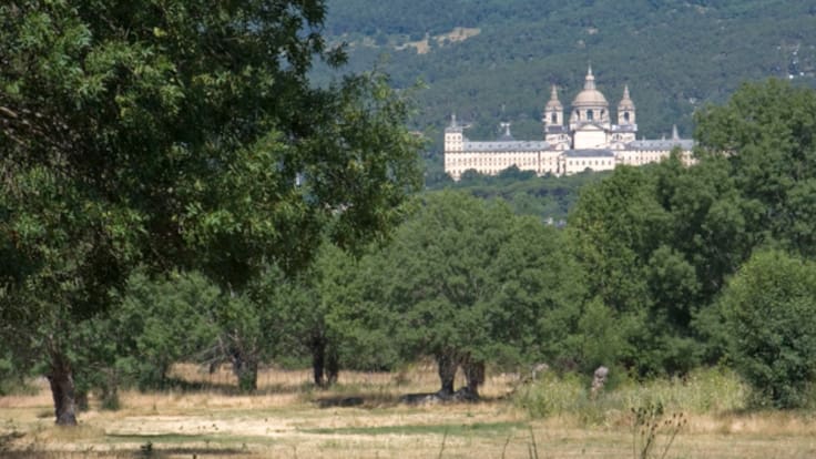 Entrevistamos a Patricia Riquelme, jefa de área de Conservación de Montes de la Comunidad de Madrid, sobre el Paraje pintoresco del Pinar de Abantos y Zona de La Herrería