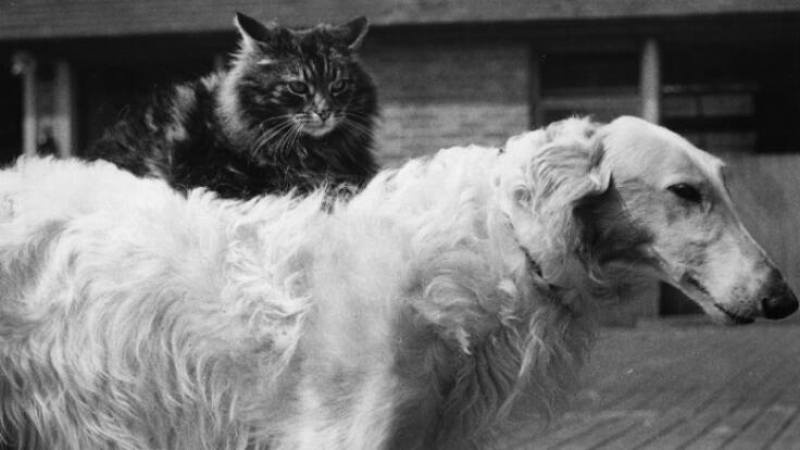 Las protectoras denuncian mas abandonos de mascotas este periodo vacacional.