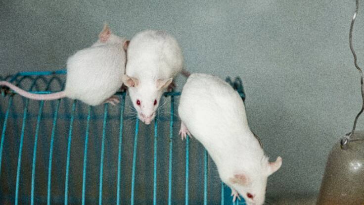 Sentido Crítico | Pensiones, burocracia e inmortalidad