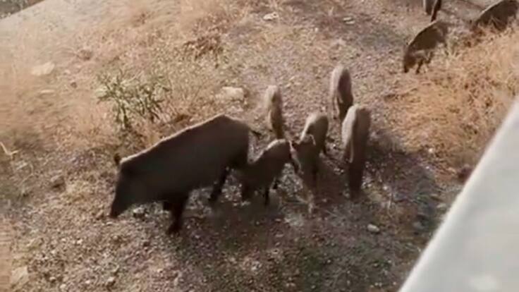 "Matarlos es aún peor para esta especie" Carmen Manzano, Protectora animales Málaga