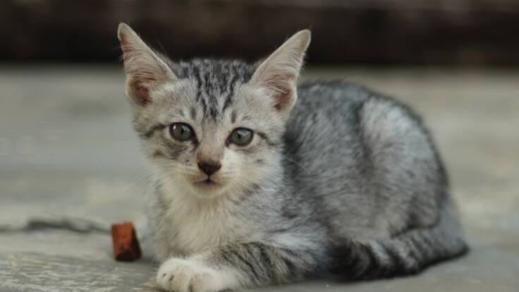 Cómo actuar si pierdes a tu mascota o te encuentras una abandonada