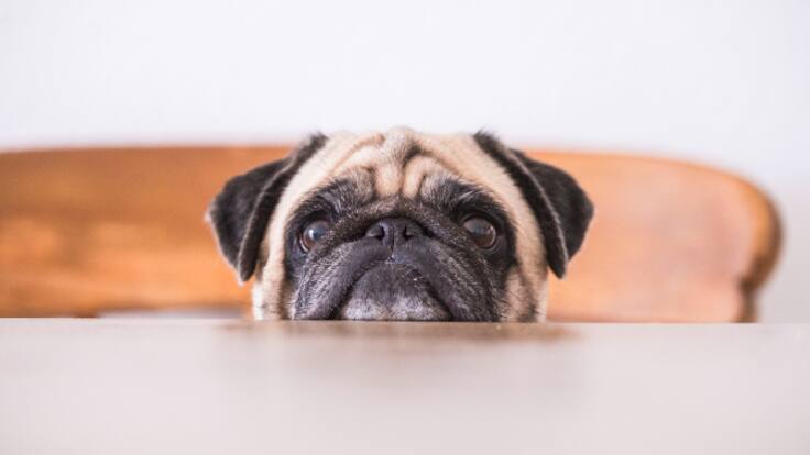 A cara de perro | ¿Tienen los perros síndrome postvacacional?