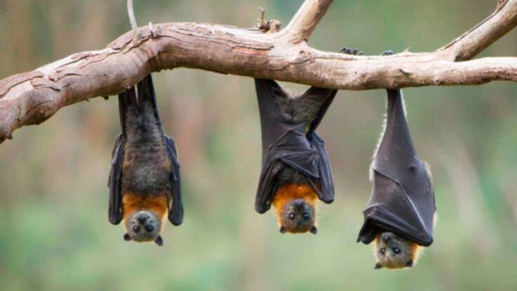 Piden colaboración ciudadana para localizar murciélagos de las nueve especies presentes en Ibiza