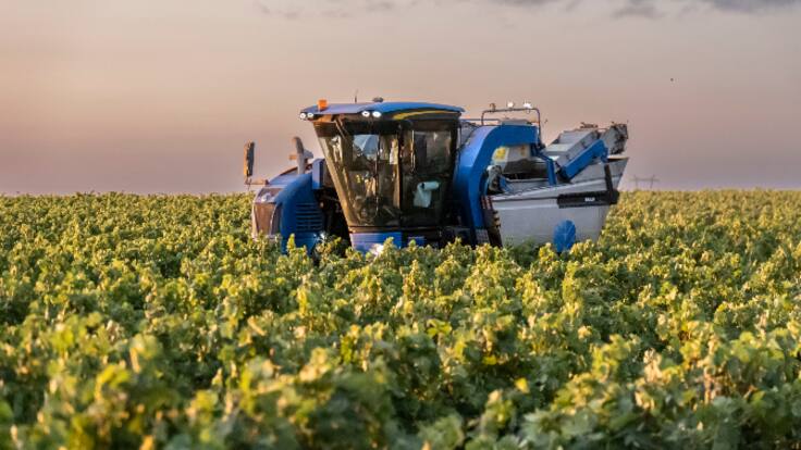 Sigue el retraso en la maduración de la uva en la DOCa Rioja de entre siete y diez días