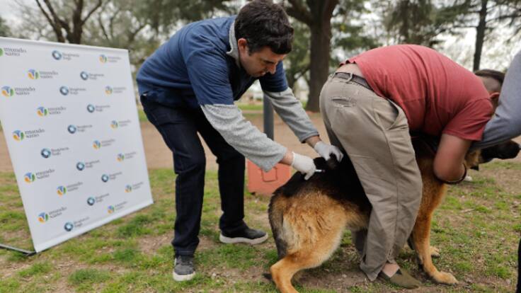 Teresa López, presidenta del Colegio de veterinarios de la Región de Murcia