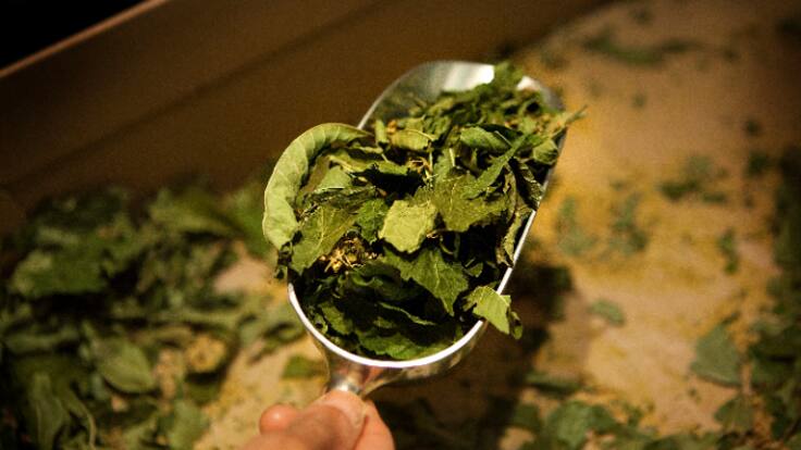 Releaf Paper: la empresa que transforma las hojas secas en papel reciclado que ya utiliza Samsung, Chanel o L'Oreal