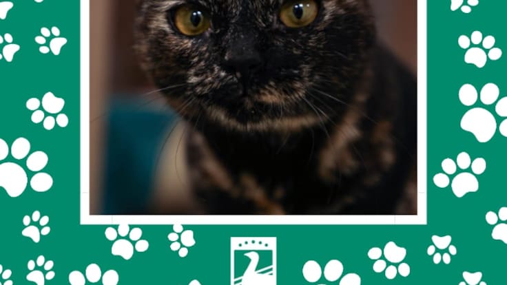 Alberto Rico, edil de Bienestar Animal de Parla y Guillermo Arranz, responsable del Centro de Protección Animal, repasan la adopción responsable de mascotas