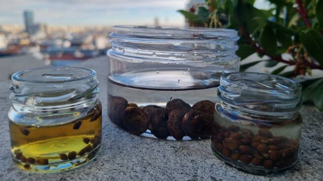 Semillas y árboles para calles y jardines