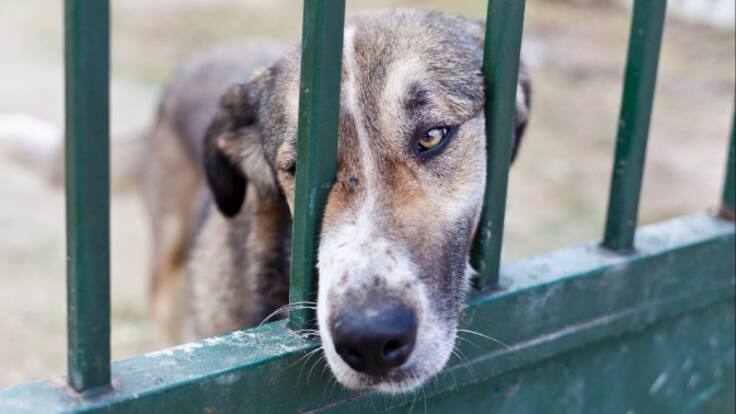Entrevista Luis Sena