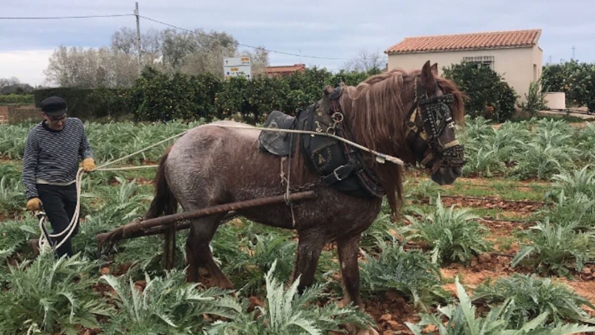 Agustí Espí, Técnico Medioambiental Xarxa Agrícola