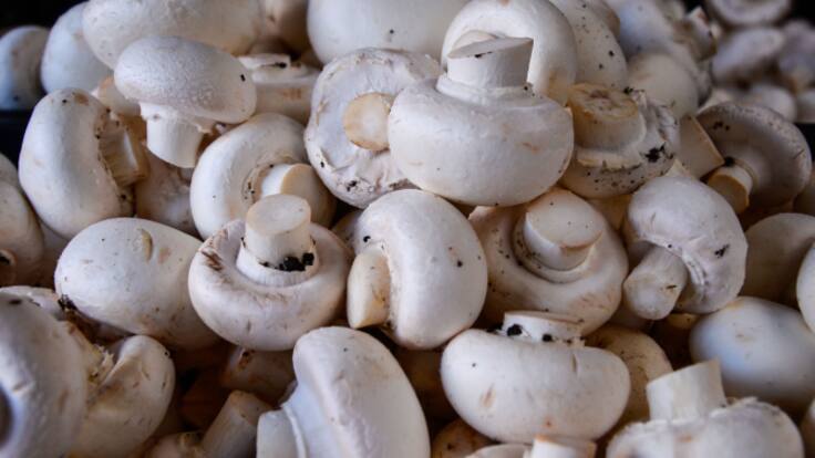 El segundo pago de ayudas excepcionales llega a 220 cultivadores de champiñón y seta para combatir los efectos de la sequía