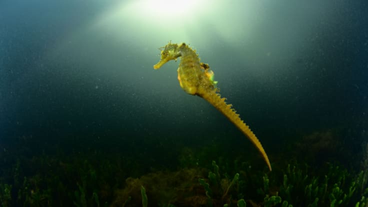 Entrevista a José Luis Alcaide en Hoy por hoy Cartagena