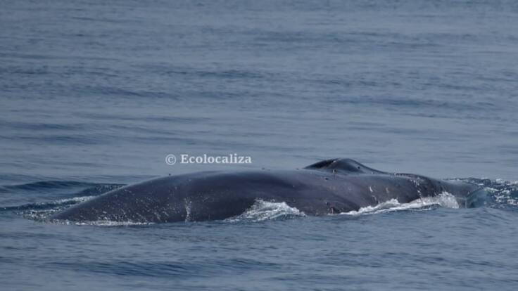 Los talleres de Ecolocaliza