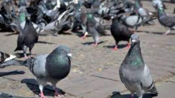 Entrevista a Isabel Albás campaña control de palomas en Córdoba