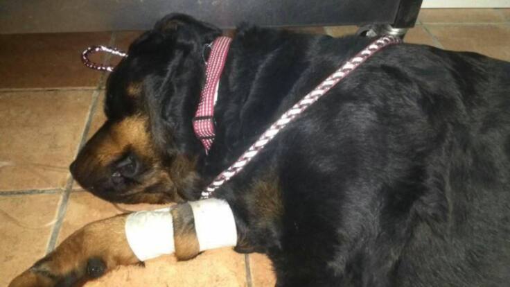 Alerta por envenenamiento de perros en Castro Urdiales