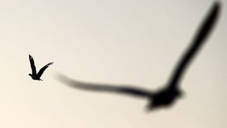 Javier Gallo, I Encuentro Internacional de Cetrería BioAvian: "Este arte milenario mueve mucha gente, de momento hay 110 cetreros inscritos"