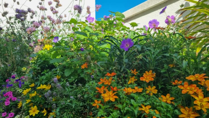 ¿Hemos de cambiar las plantas de maceta?