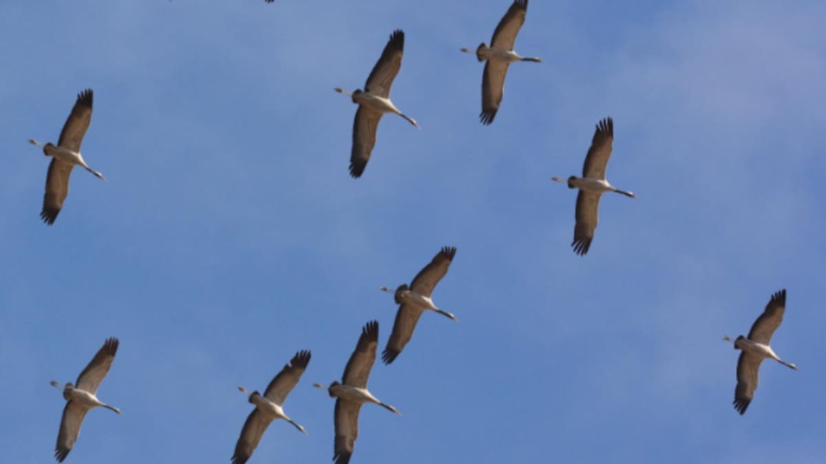 El alcalde de Gallocanta valora la aparición de grullas muertas