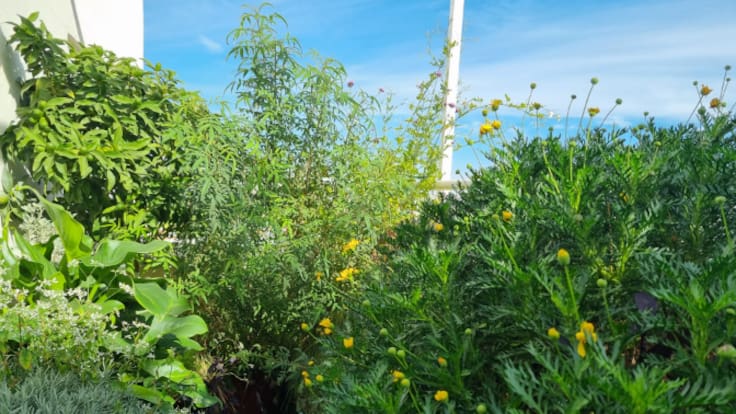 Algo más sobre raíces