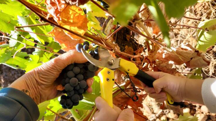 La UAGR denuncia una vendimia de "nula rentabilidad" para los agricultores