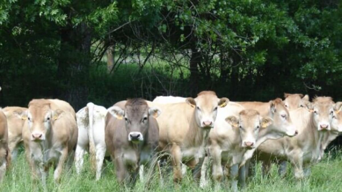 La falta de relevo generacional complica el futuro del sector agroganadero