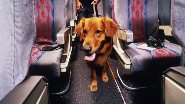 Tot el que has de saber si vols viatjar en avió amb la teva mascota
