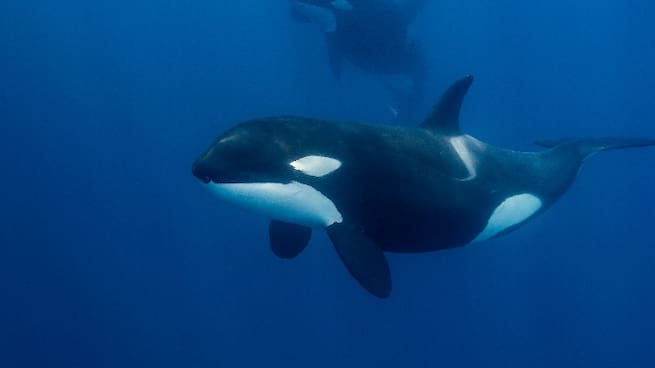 'Ejércitos' letales de orcas asesinas que se organizan para matar a los tiburones blancos